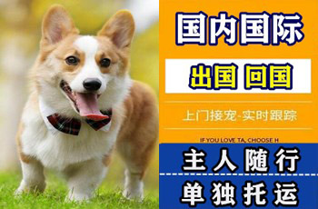 巴彦淖尔市宠物托运公司巴彦淖尔市宠物托运公司巴彦淖尔市宠物托运公司