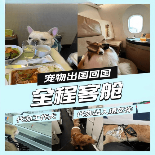 巴彦淖尔市宠物托运到白俄罗斯宠物入境规定和要求